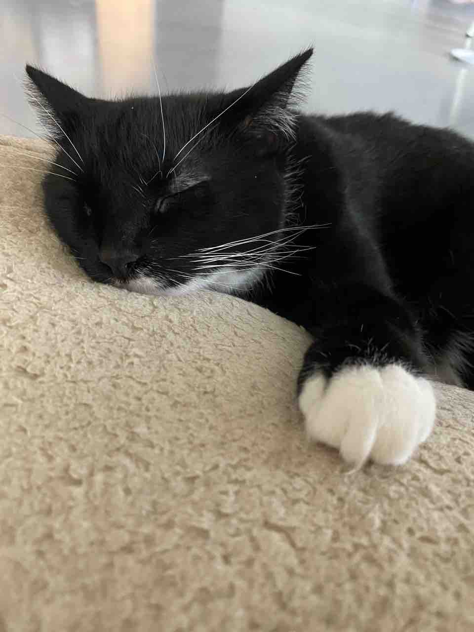 ご飯日記 バターとココナッツオイル アサイー ルックファン コールドプレスジュース ハワイネコ ブログ