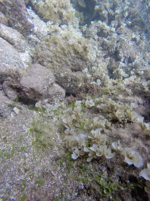 GOPR0367