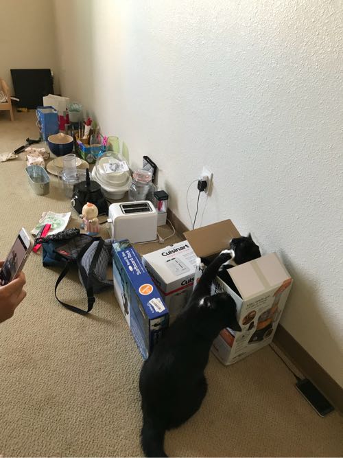 本気の断捨離中! : ハワイネコ ブログ