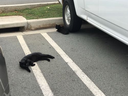 今日コストコに3回も行ったのに まだ買いそびれたものある ハワイ暮らし ハワイネコ ブログ