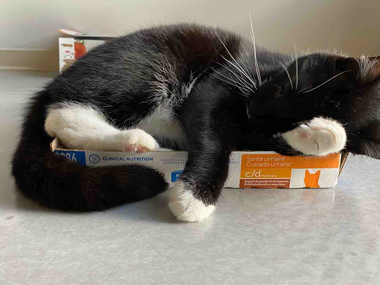 段ボールが捨てられない マグロの横でウロウロ ポチたま猫日記 ハワイネコ ブログ