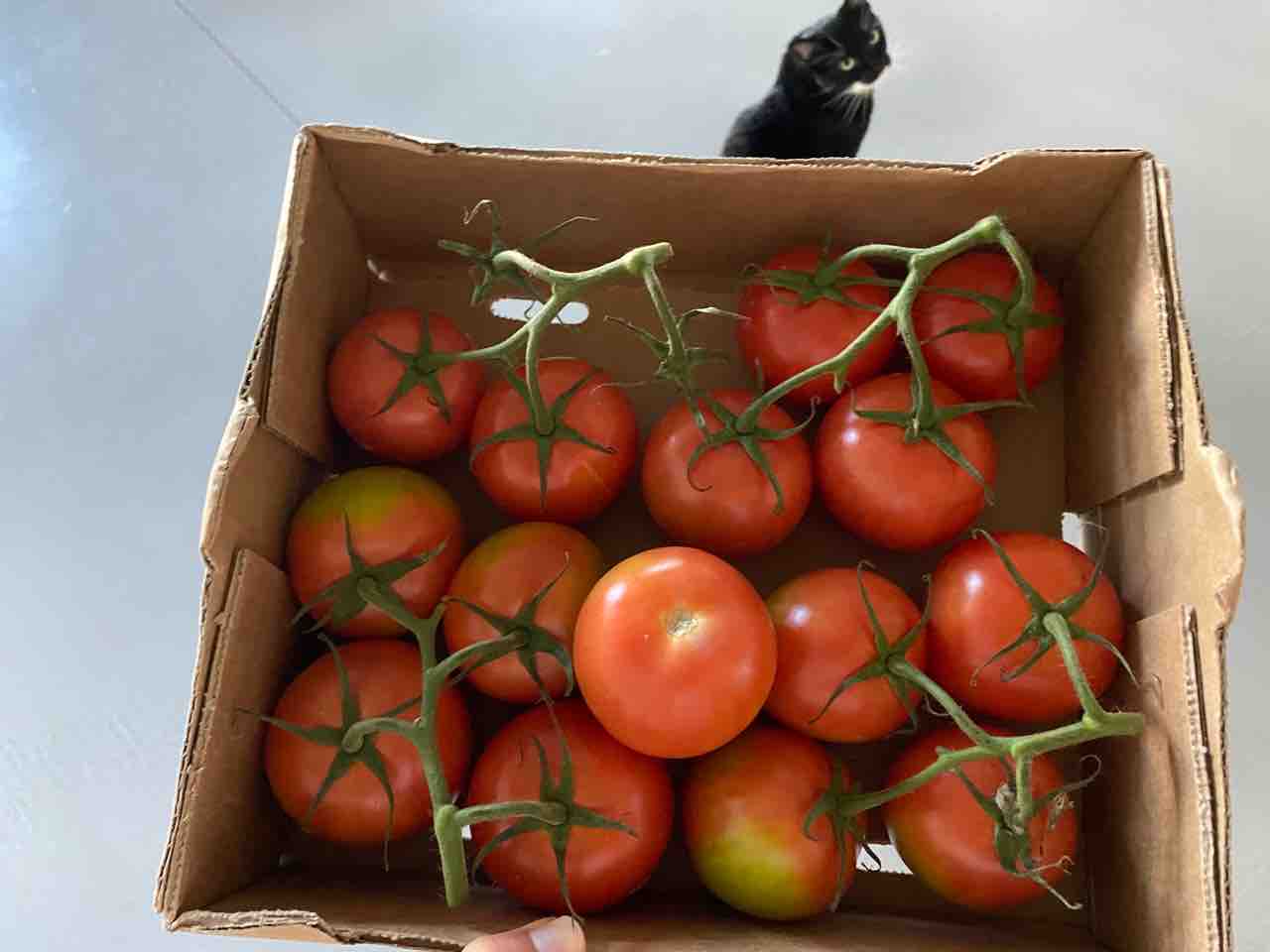 緑のトマトがまあまあ赤くなりました トマト追熟記録 ハワイネコ ブログ