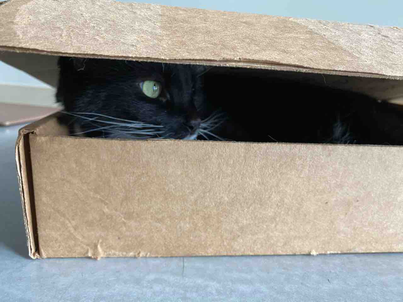 オートミール粥 サーモンランチ ビーガンピザ ごはん日記 ハワイネコ ブログ オートミール粥 サーモンランチ ビーガンピザ ごはん日記 ハワイネコ ブログ