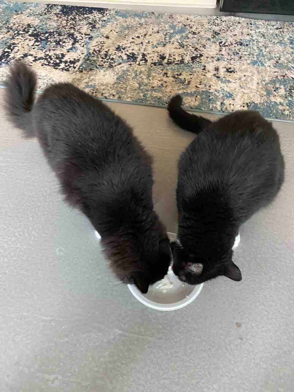 ご飯日記 Ketoグラノーラとヨーグルト チキンテンダー カリフラワーライスの〆 ハワイネコ ブログ ご飯日記 Ketoグラノーラとヨーグルト チキンテンダー カリフラワーライスの〆 ハワイネコ ブログ