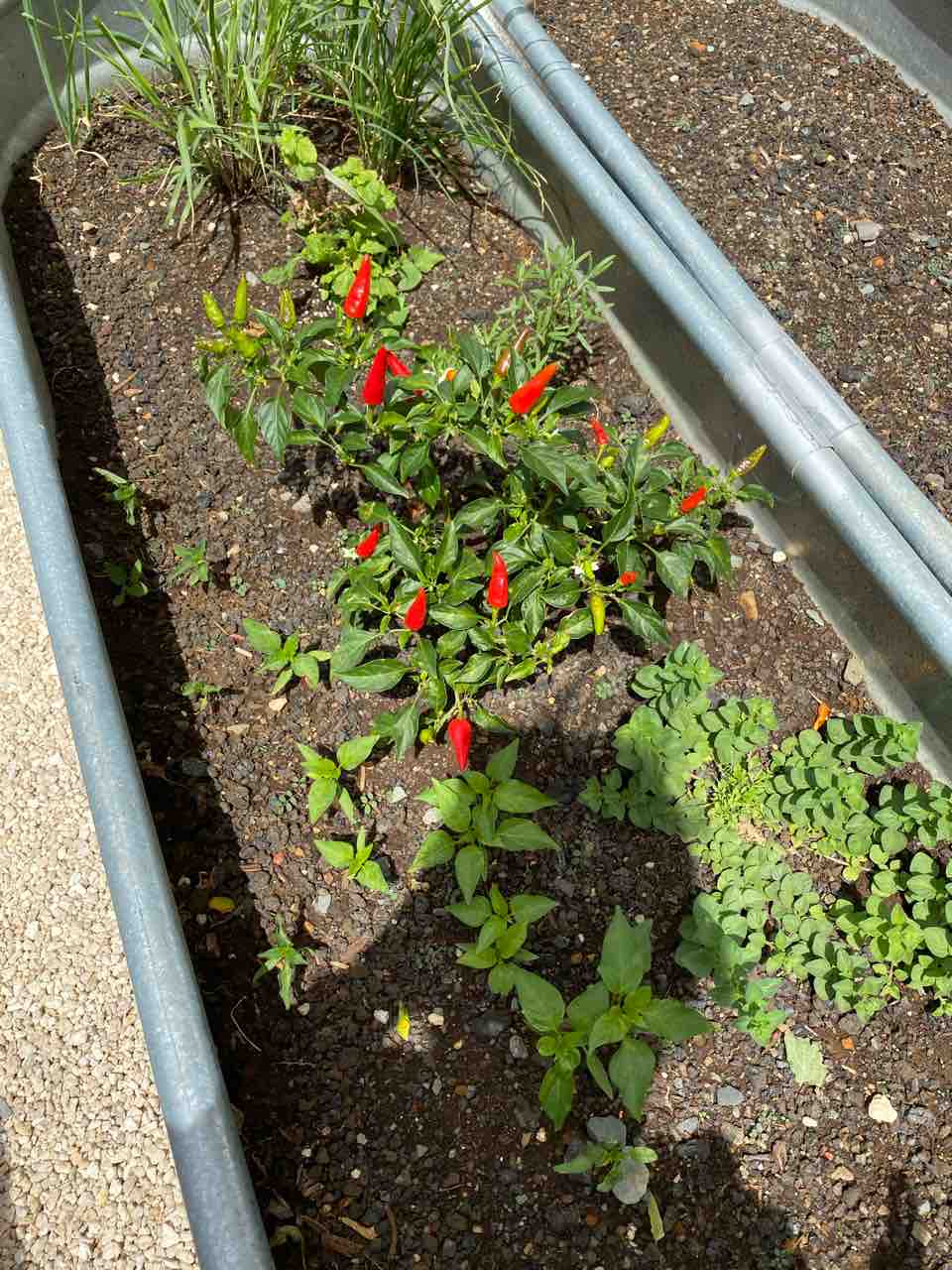 収穫したスーパーチリをエアフライで乾燥させて唐辛子オイル作り ハワイネコ ブログ