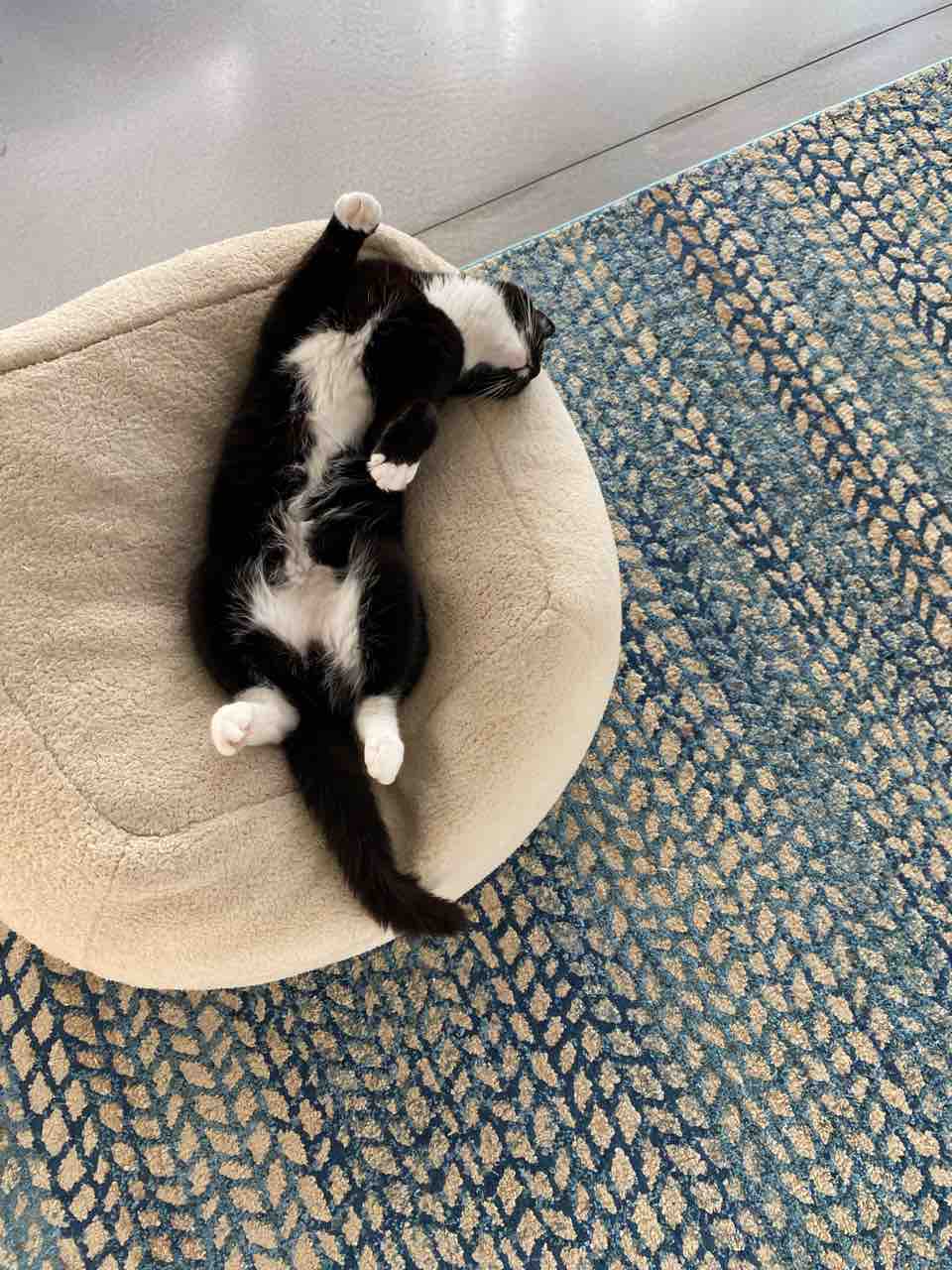 今日のポチたま 猫が可愛すぎて変態と化す我 ハワイネコ ブログ