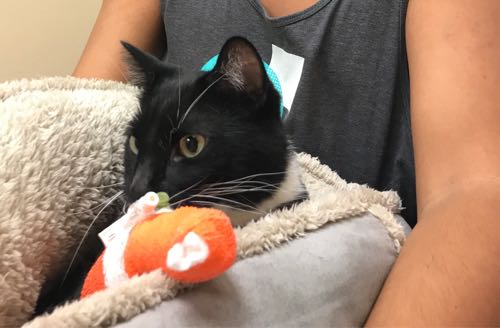 入院中のたまの面会に行ってきたよ♪【ハワイの動物救急病院 