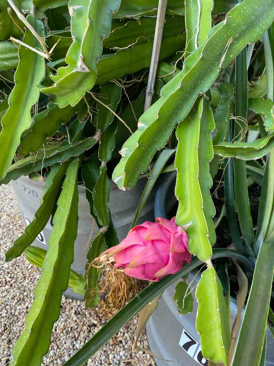 たった１日 夜にしか咲かない神秘的なドラゴンフルーツの花 ハワイネコ ブログ