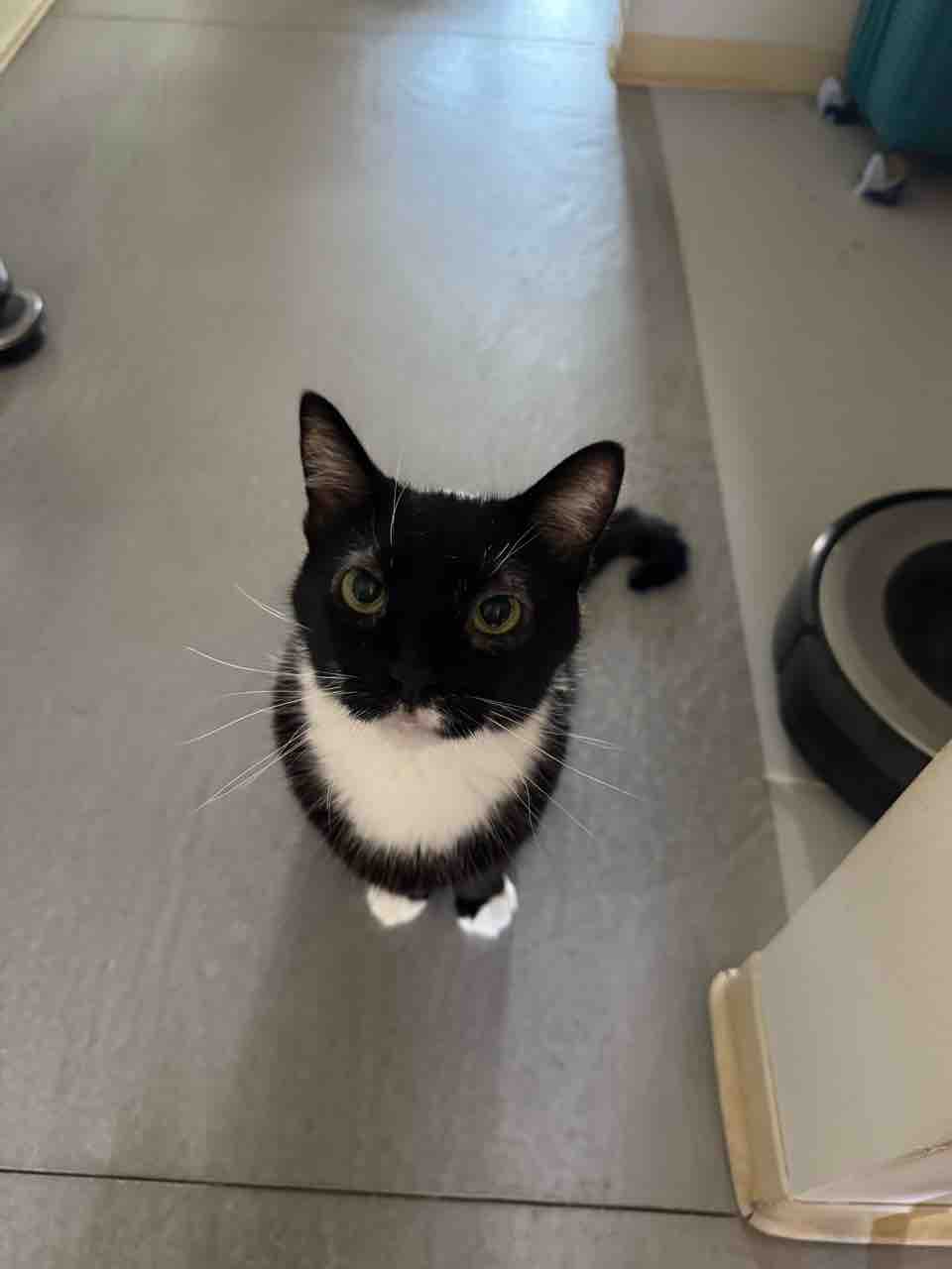 ご飯日記】今月もう９００ドル？・家にあるもの食べていこうぜ : ハワイネコ ブログ