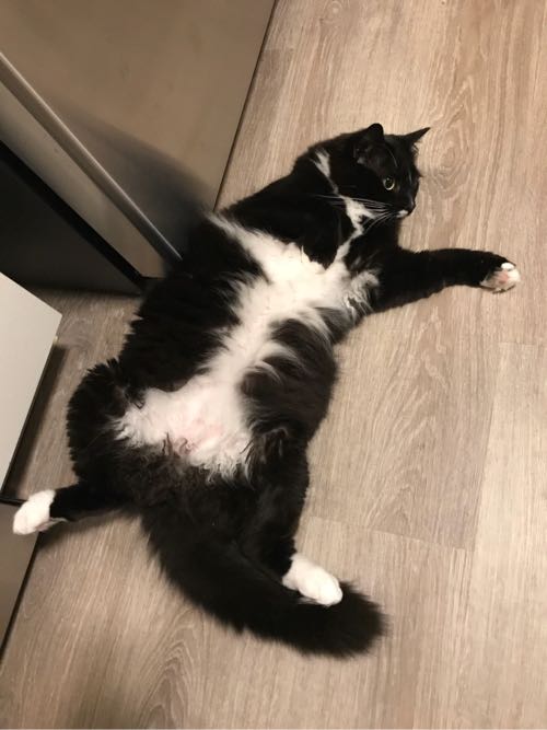 35 猫 ミント 好き 100 で最高の画像 35 猫 ミント 好き 100 で最高の画像