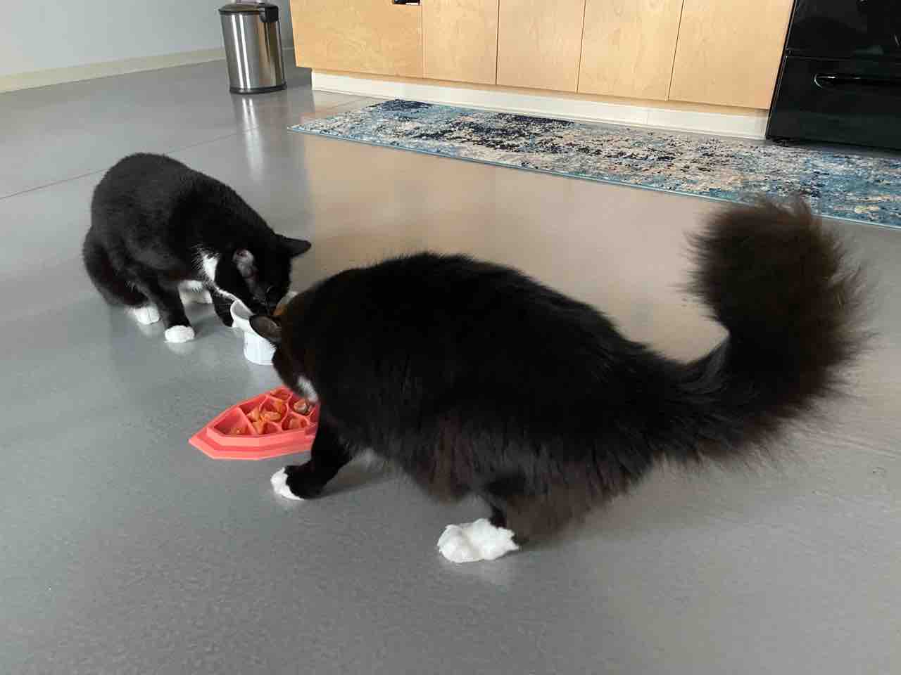 猫とサーモン祭り! : ハワイネコ ブログ