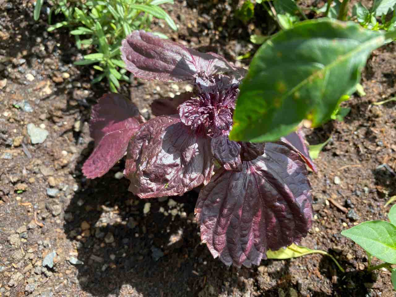 ネギを収穫 伏見唐辛子の葉は虫に食われ始めた ハワイでガーデニング ハワイネコ ブログ
