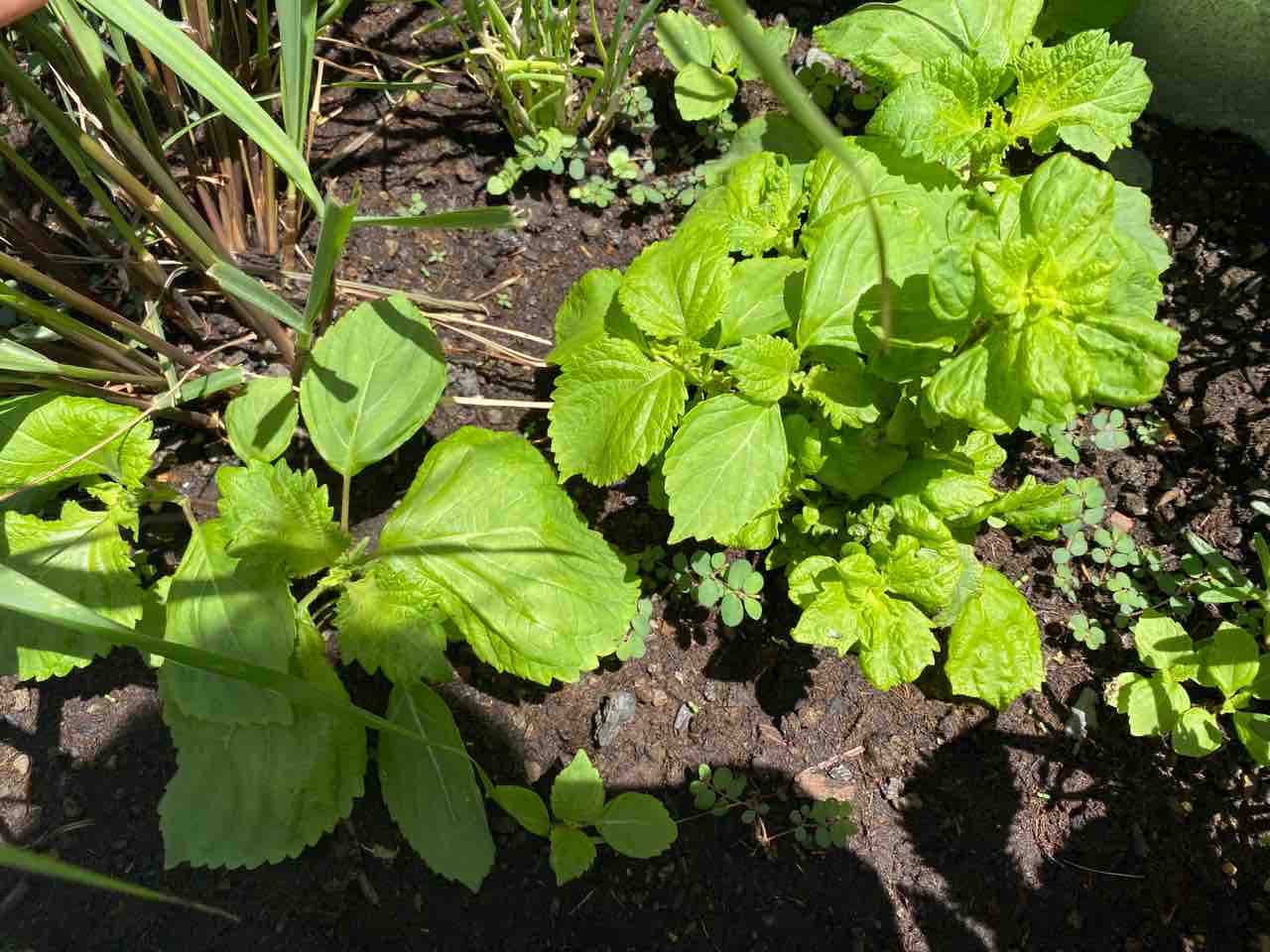太陽の下で雑草抜くだけで楽しいな 密かに三つ葉も ハワイでガーデニング ハワイネコ ブログ 太陽の下で雑草抜くだけで楽しいな 密かに三つ葉も ハワイでガーデニング ハワイネコ ブログ