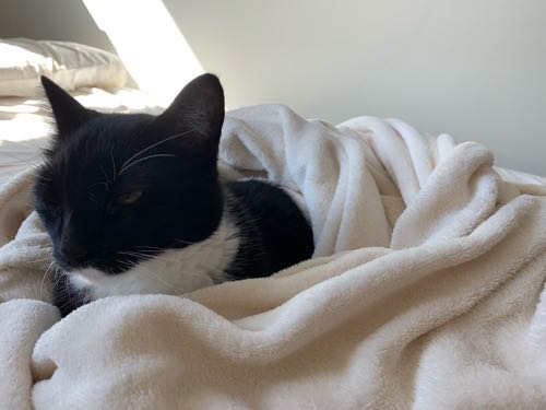 ハワイで２回目の親知らず抜歯 値段や時間 流れ 抜歯後経過など アメリカ暮らし ハワイネコ ブログ