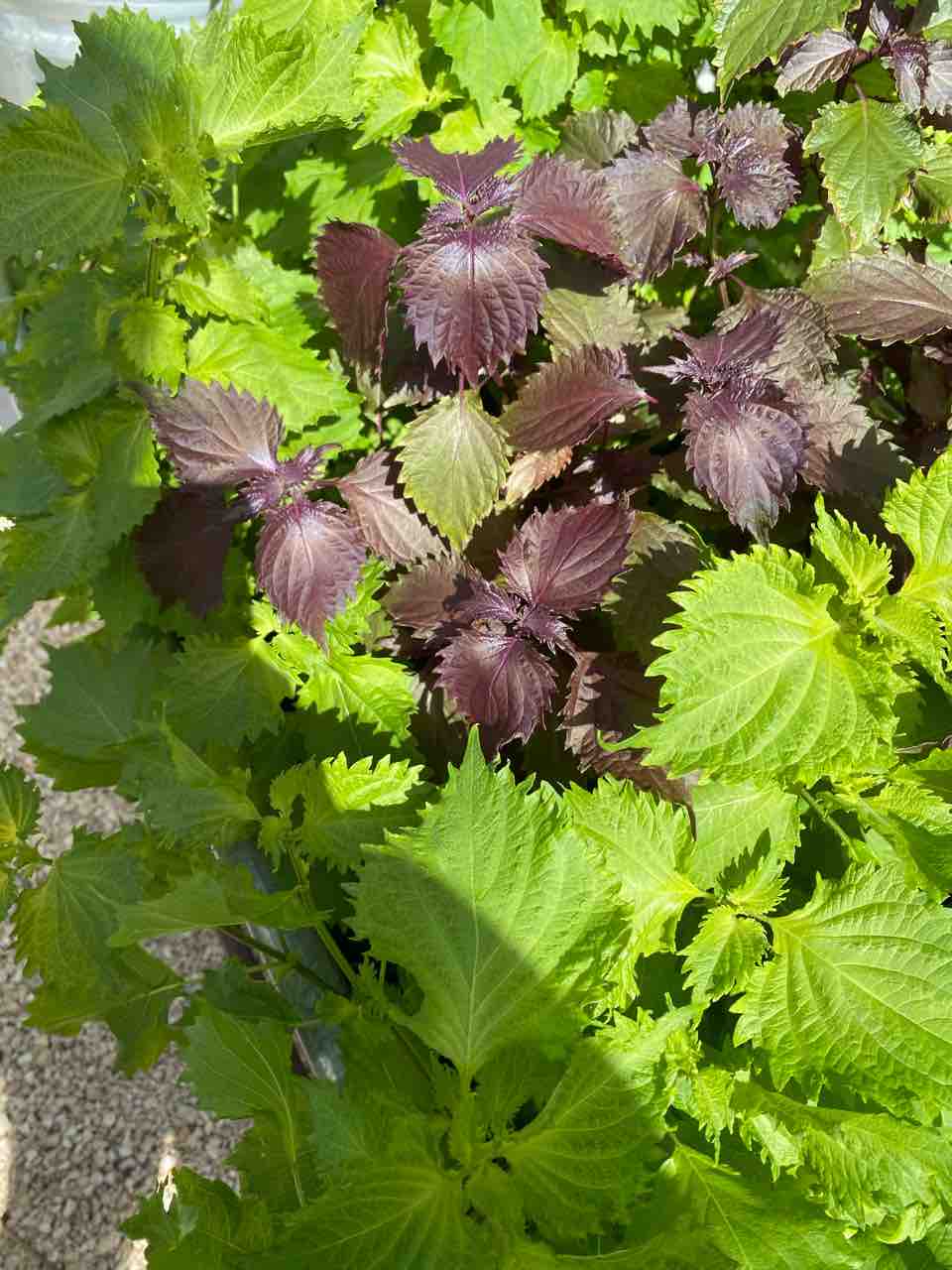 ミントが好調 紫蘇は絶好調 ハワイでガーデニング ハワイネコ ブログ