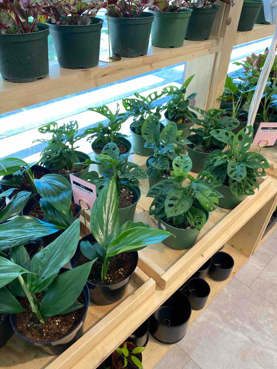 マリズ アーバンガーデン カカアコの観葉植物屋さん とってもオシャレ ハワイネコ ブログ マリズ アーバンガーデン カカアコの観葉植物屋さん とってもオシャレ ハワイネコ ブログ