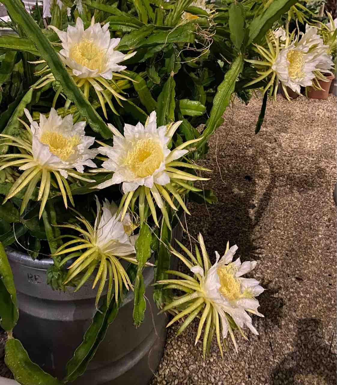 たった１日 夜にしか咲かない神秘的なドラゴンフルーツの花 ハワイネコ ブログ