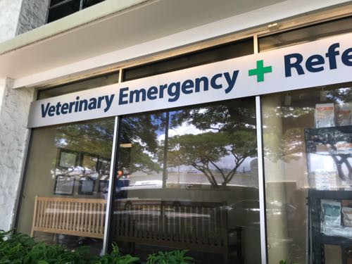 入院中のたまの面会に行ってきたよ ハワイの動物救急病院 ハワイネコ ブログ