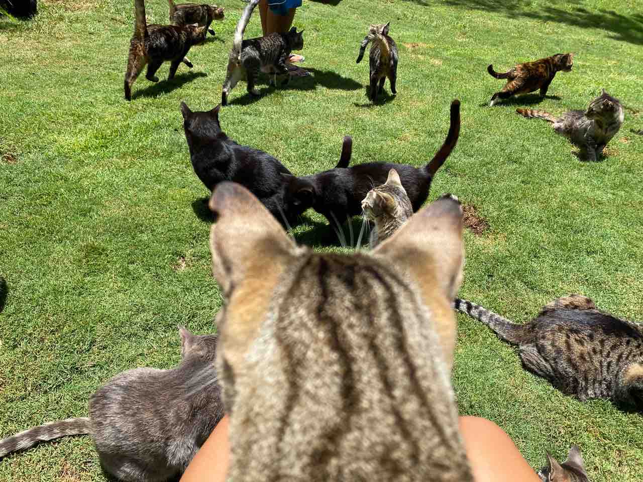レア‼︎ Hawaii ハワイ ハングルース招き猫 ラッキーキャット ラッキー