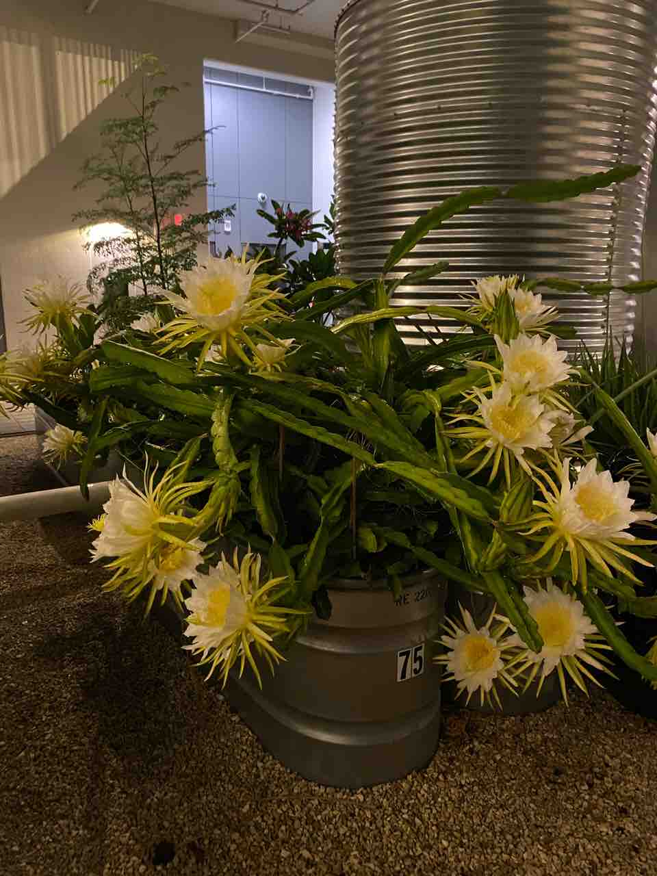 たった１日 夜にしか咲かない神秘的なドラゴンフルーツの花 ハワイネコ ブログ