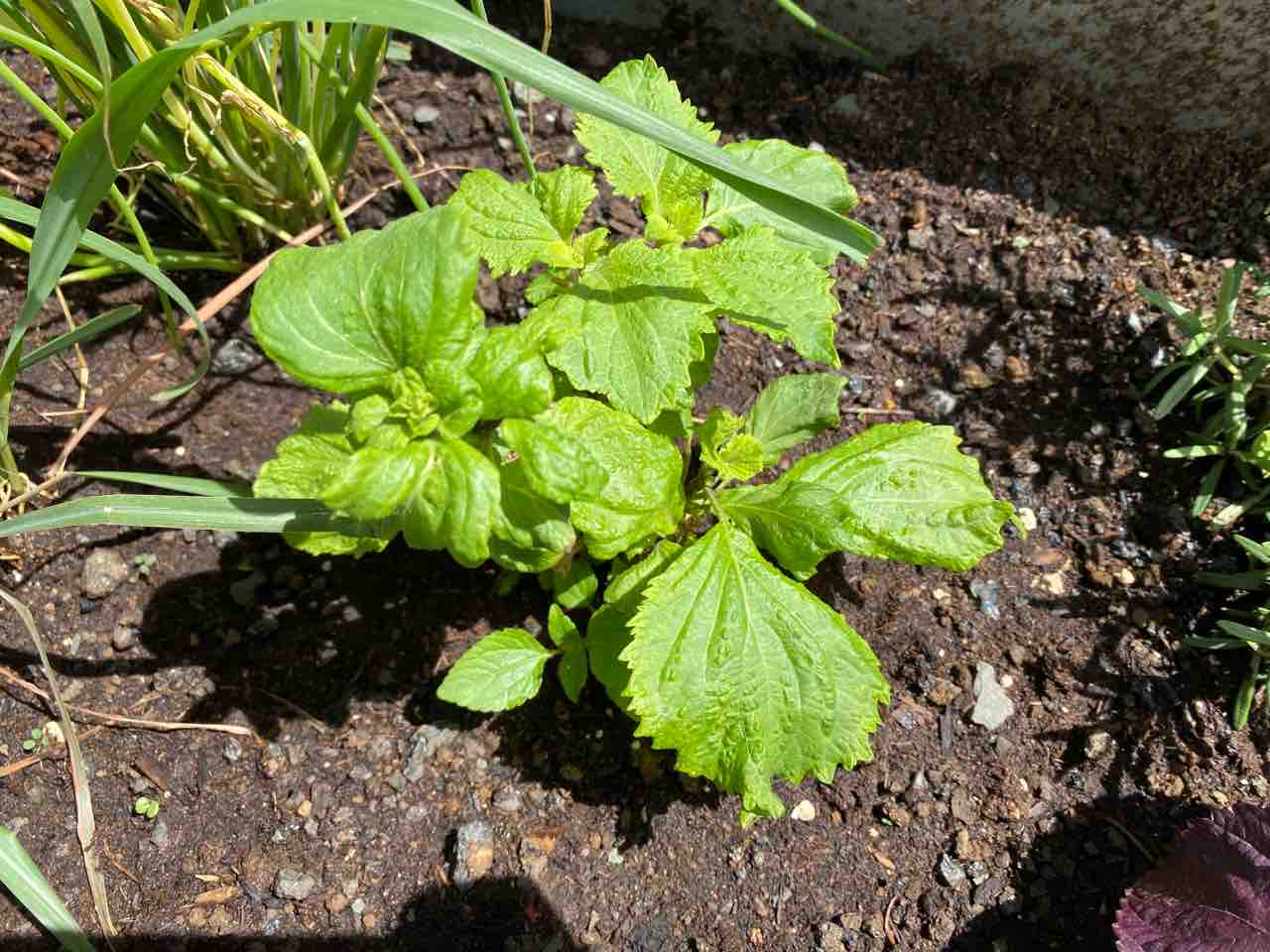 ネギを収穫 伏見唐辛子の葉は虫に食われ始めた ハワイでガーデニング ハワイネコ ブログ