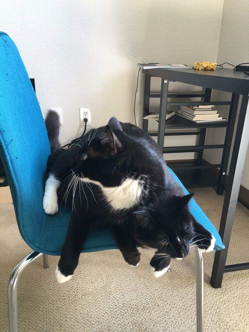 キーボードが動かない?と思ったら、猫を疑え!故障じゃないかも
