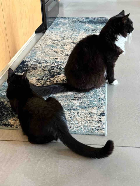 【ポチクロ猫日記】クロたんの一方的な愛・ポチ姐さんは絆されない【トライアル１５日目】