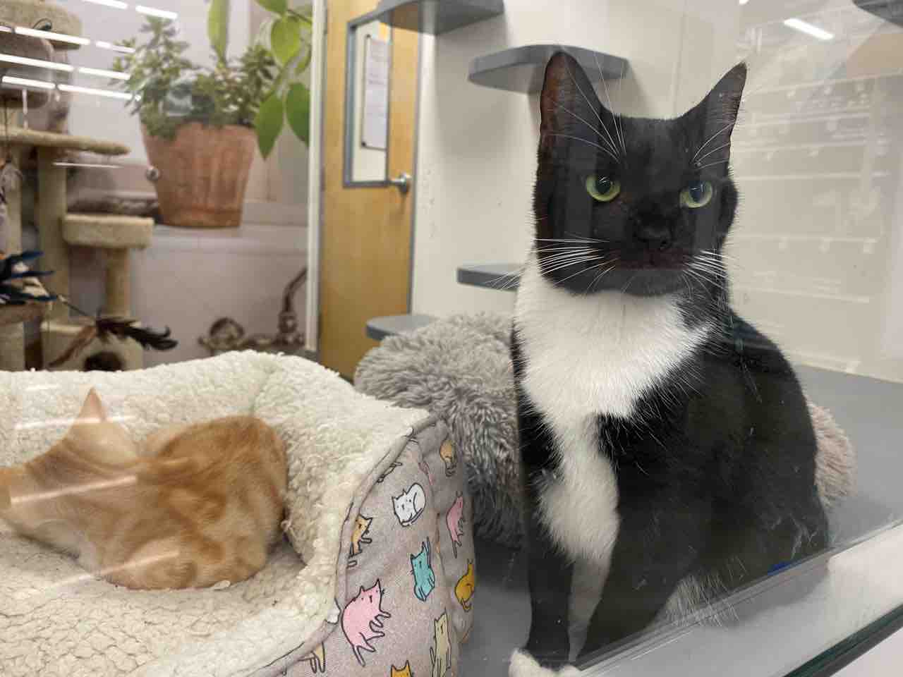 歯が全部ない白黒猫のベサニーちゃんが欲しい ハワイネコ ブログ 歯が全部ない白黒猫のベサニーちゃんが欲しい ハワイネコ ブログ