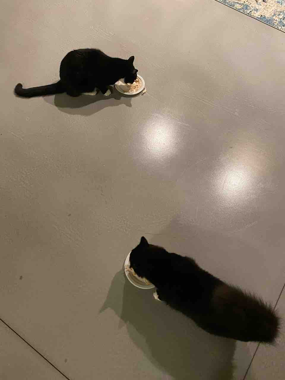 カロリー計算再開!猫とロティサリーチキンと【ご飯日記