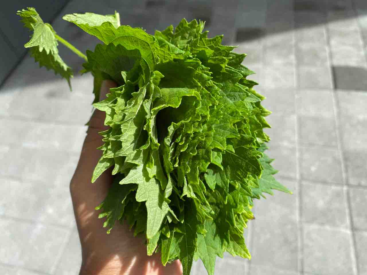 しそ 消費 しそ 消費