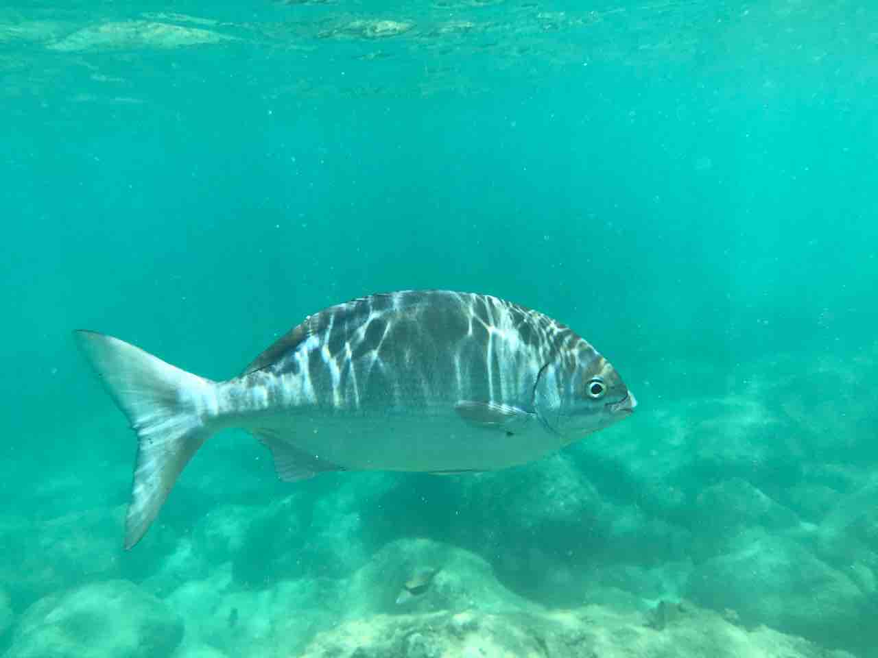 シャークスコーブでシュノーケリング 魚に亀に ハワイ オアフ島 ハワイネコ ブログ シャークスコーブでシュノーケリング 魚に亀に ハワイ オアフ島 ハワイネコ ブログ