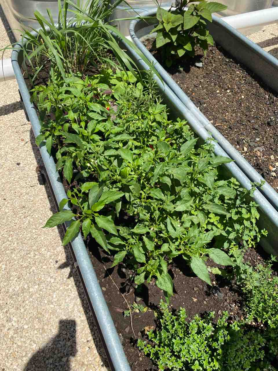 太陽の下で雑草抜くだけで楽しいな 密かに三つ葉も ハワイでガーデニング ハワイネコ ブログ 太陽の下で雑草抜くだけで楽しいな 密かに三つ葉も ハワイでガーデニング ハワイネコ ブログ