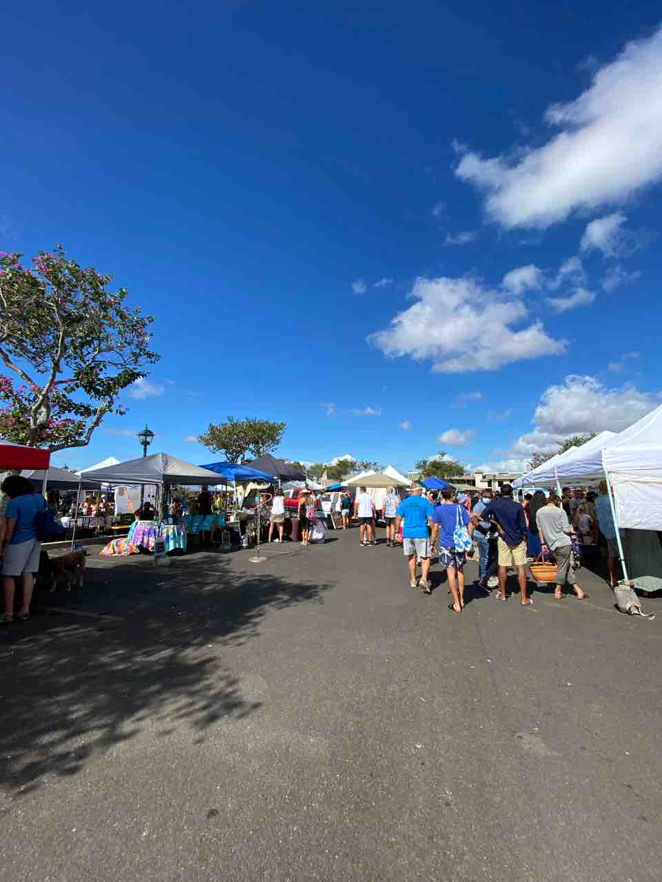 アップカントリー ファーマーズマーケット 土曜日朝のクラのマーケット マウイ島 ハワイネコ ブログ