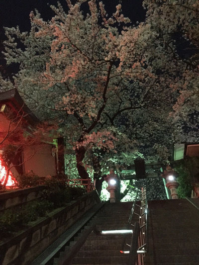 201503313桜