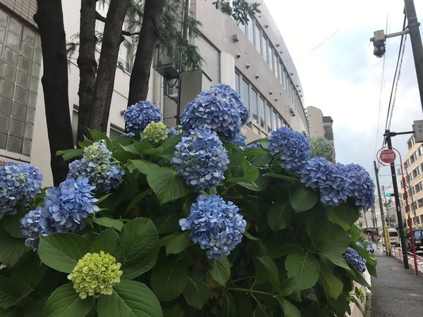 紫陽花