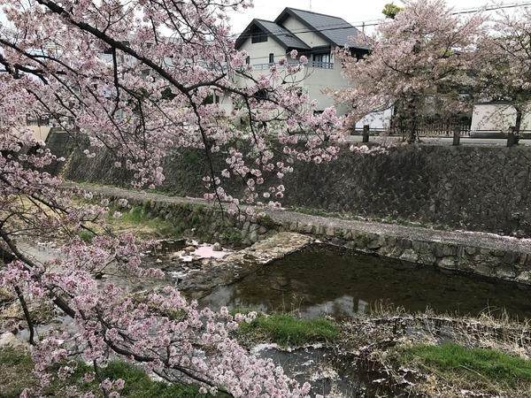 芦屋川01