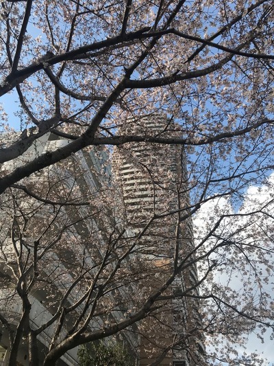 2019桜
