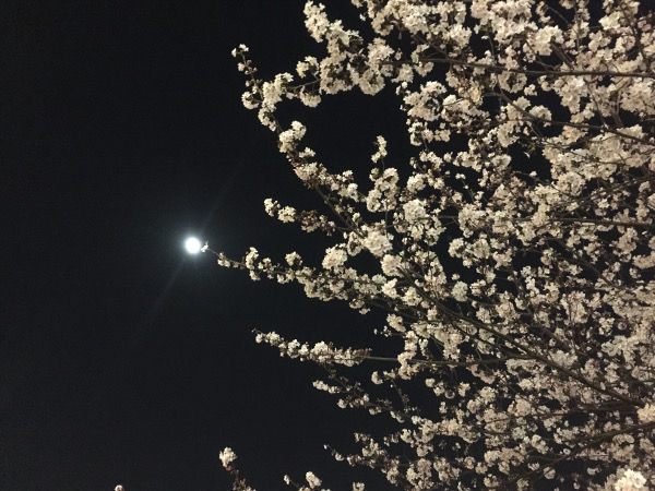 201503312桜