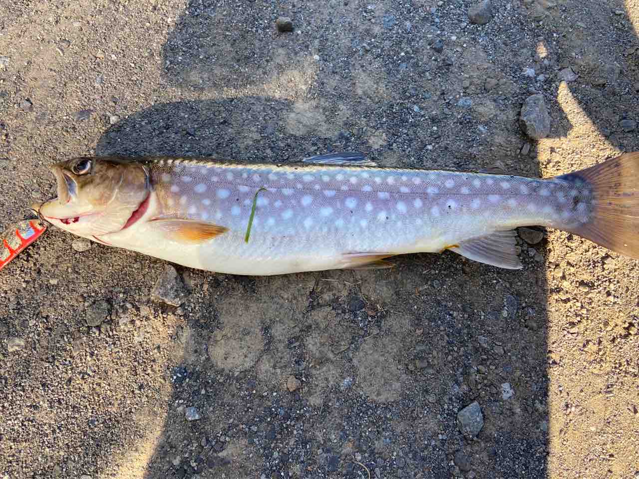 アメマス タベマス New York Rhapsody