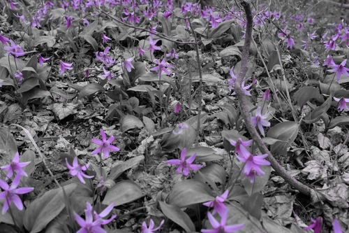 DSCF0703