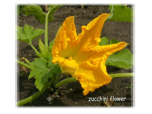 zucchini flower