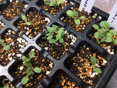 一年草 ベランダ庭園