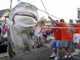 tiger shark