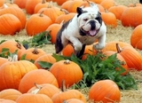 pumpkin patch