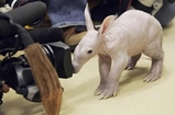 aardvark