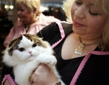 Scottish fold cat