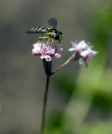 wildflower2