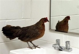 bird in a mirror