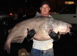 catfish