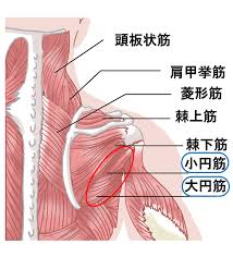 首 肩 背中の凝り 自律神経のバランスを改善 さかの鍼療室 さかのレディスセラピールームブログ